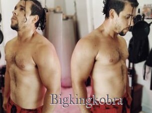 Bigkingkobra
