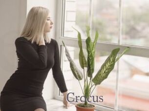 Crocus