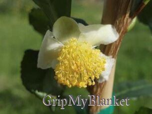 GripMyBlanket