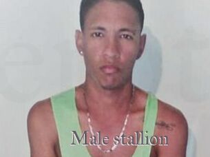 Male_stallion