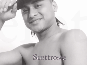 Scottrosee